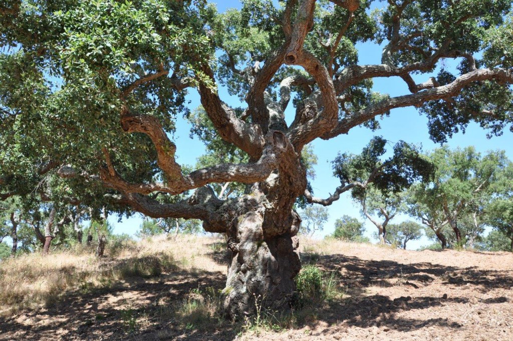 Jahrhundertealte Korkeiche im Alentejo