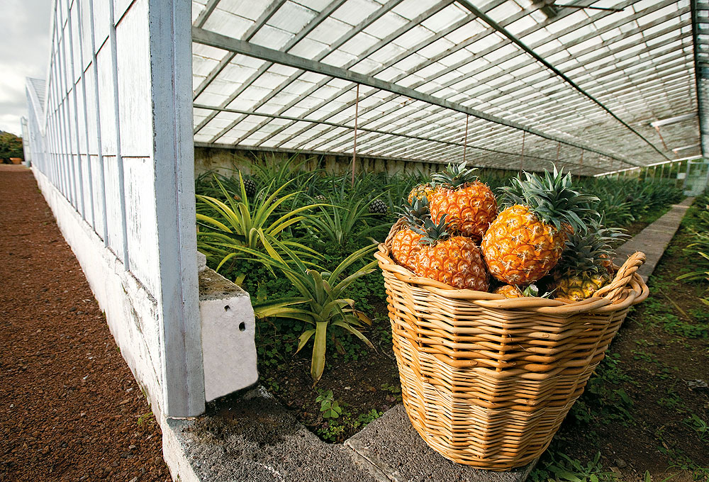 Wichtige Einnahmequelle: Ananas-Anbau auf den Azoren