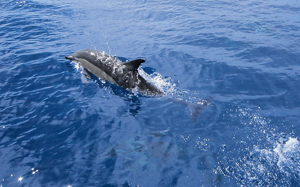 Bei einem Besuch auf den Azoren sollte eine Bootsfahrt unbedingt dazugehören - Delphine werden fast immer gesichtet
