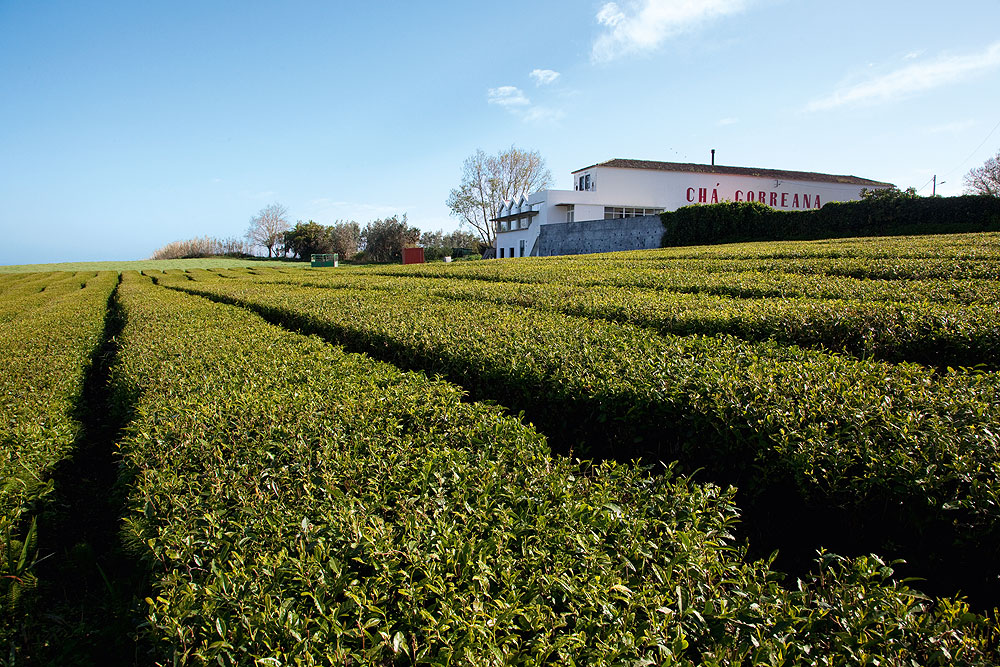 Teeplantage Gorreana auf São Miguel, Azoren