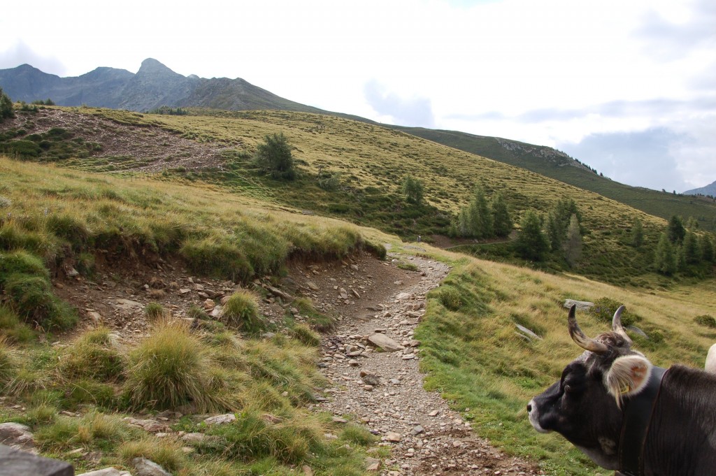 Herrlicher Wanderweg bei Meran