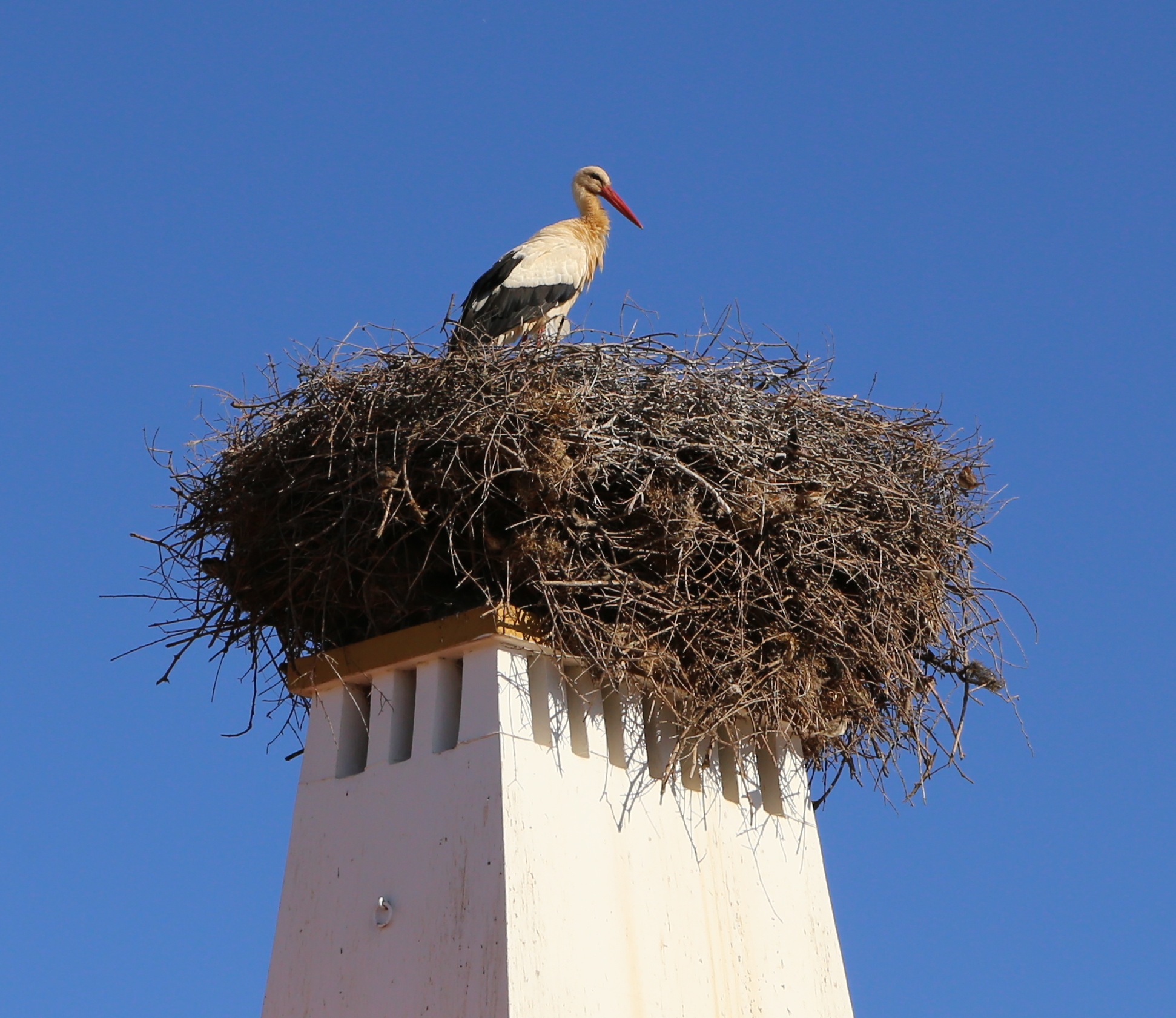 Storch Nest Rasmalho