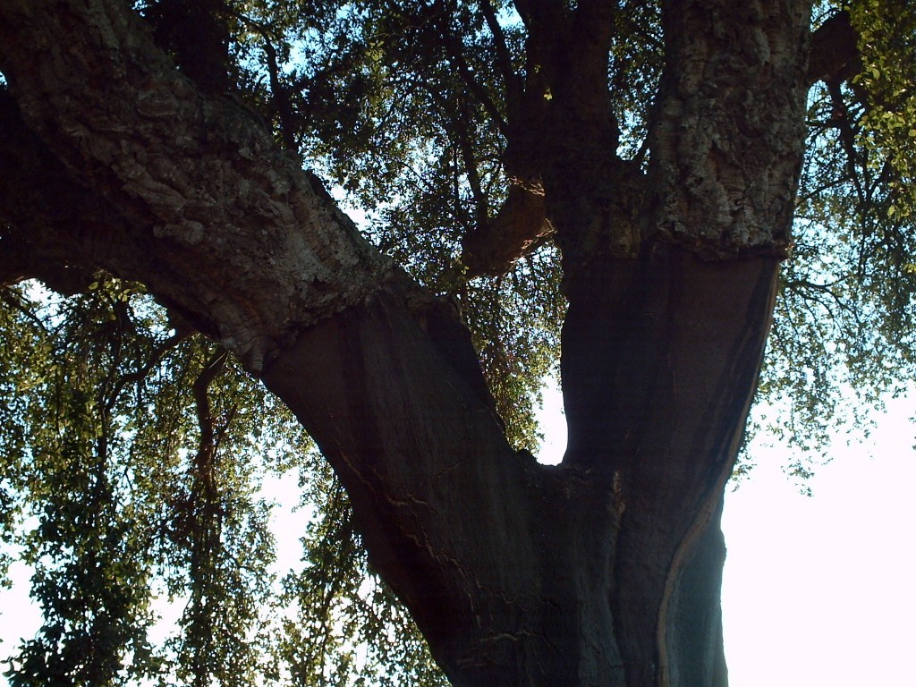 Korkeiche im Alentejo