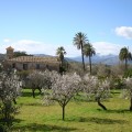 Palmen und blühende Mandelbäume im Februar auf Mallorca