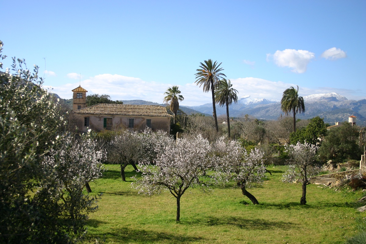 Palmen und blühende Mandelbäume im Februar auf Mallorca