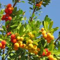 Grundlage für den berühmten Schnaps Portugals: Früchte des Erdbeerbaums