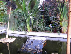 Schildkröten im Madrider Hauptbahnhof Atocha