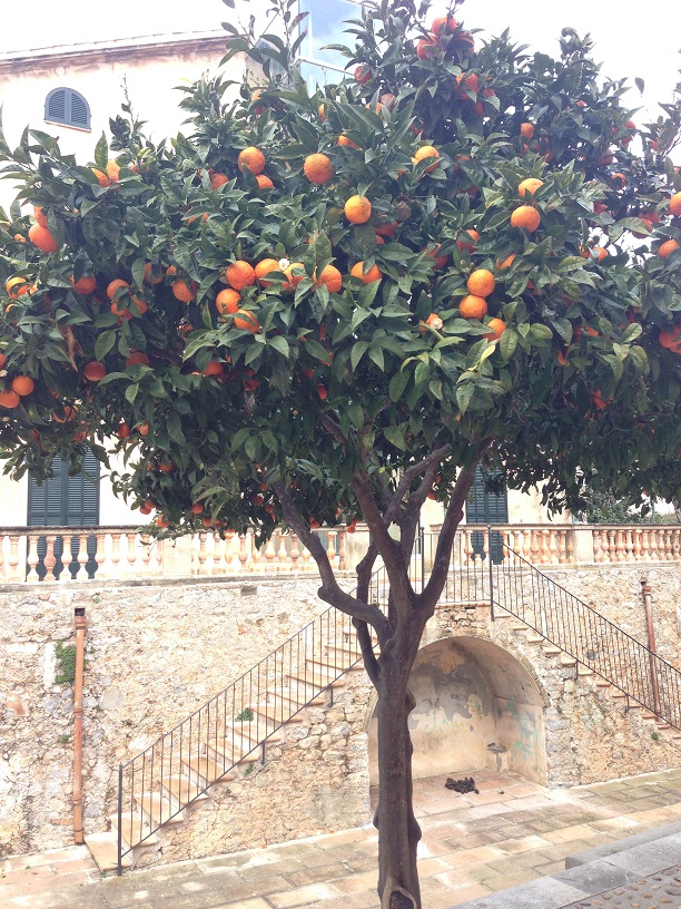Orangenbäume Artà Mallorca
