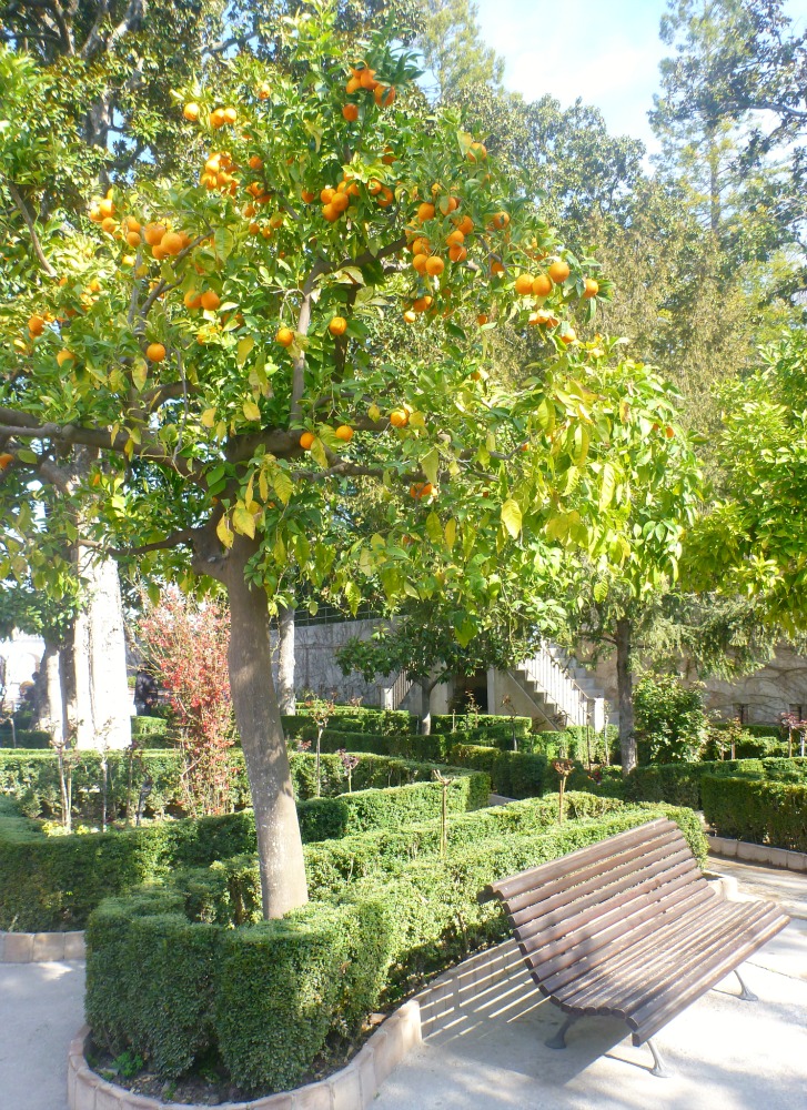 Zitrusbaum in den Generalife Gärten