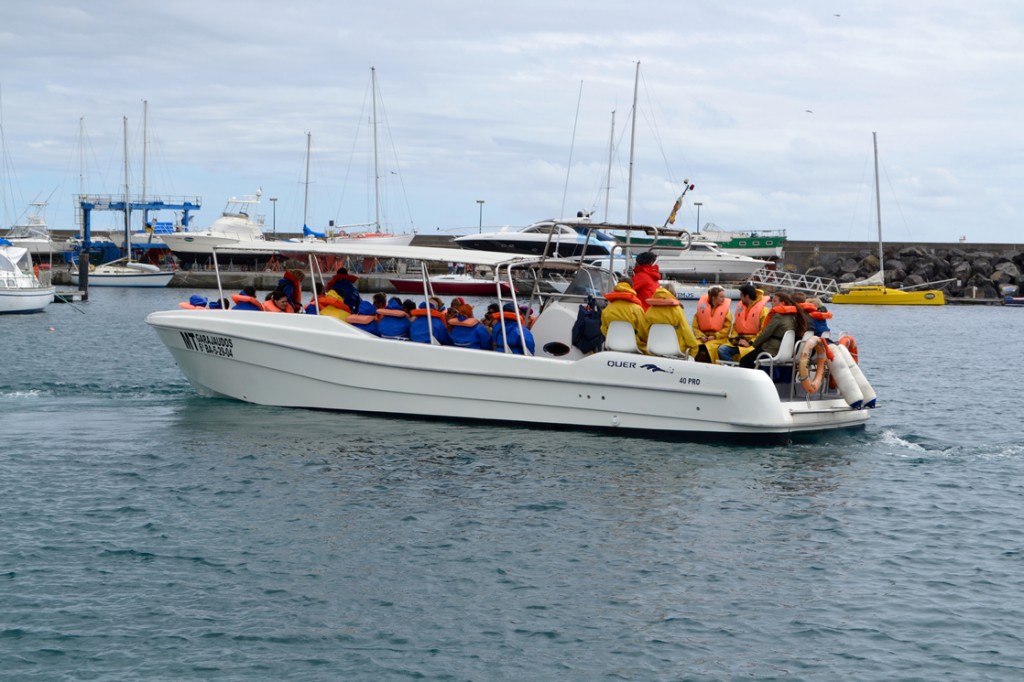 Whale Watching Sao Miguel