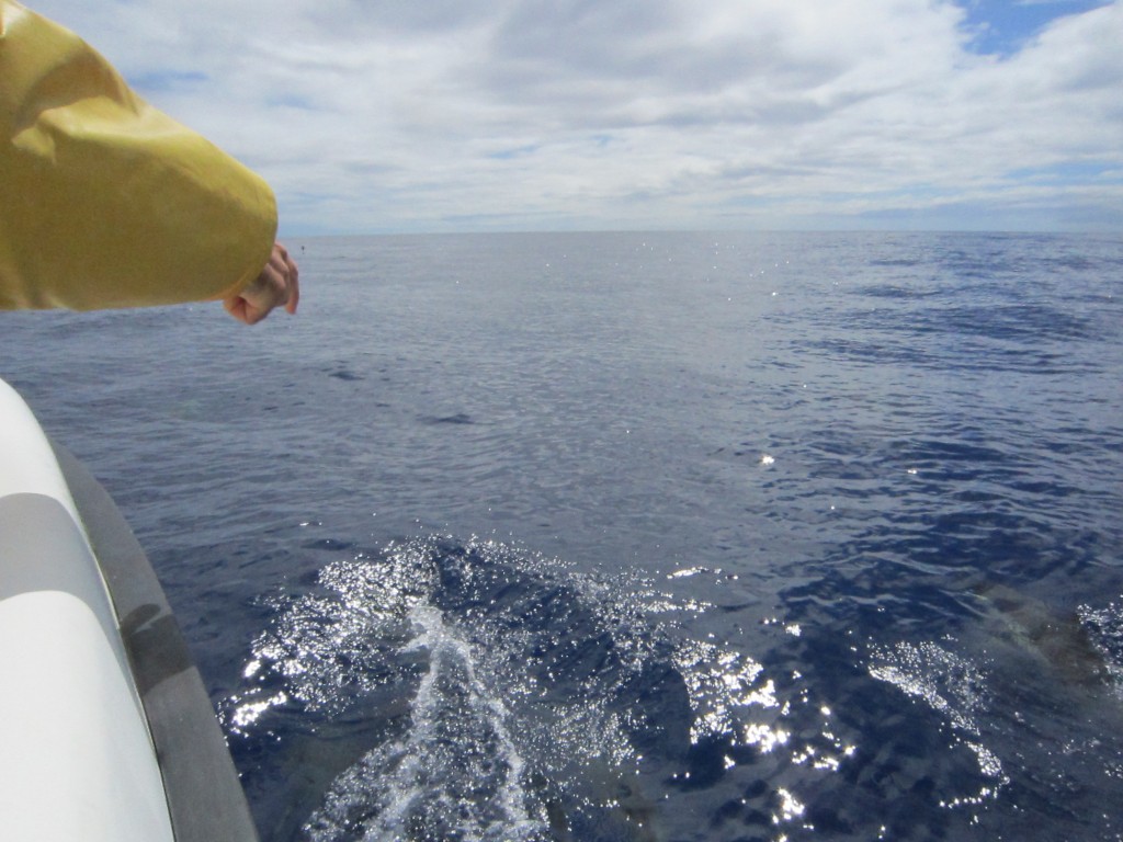 Whale Watching, Azoren