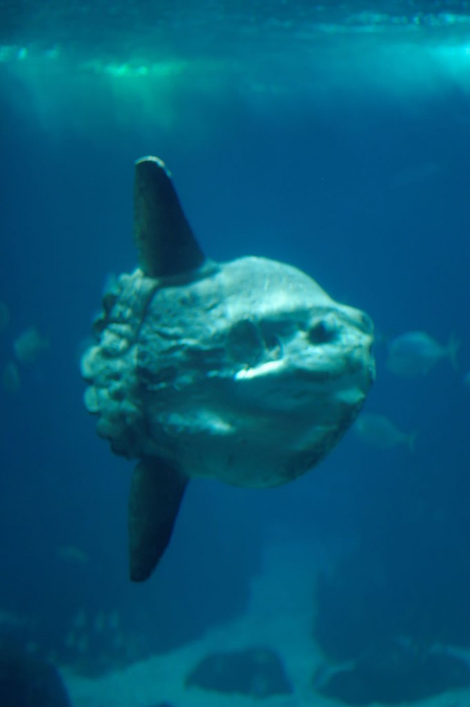 Mondfisch Mola Mola im Oceanário in Lissabon