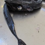 Schwarzer Degenfisch