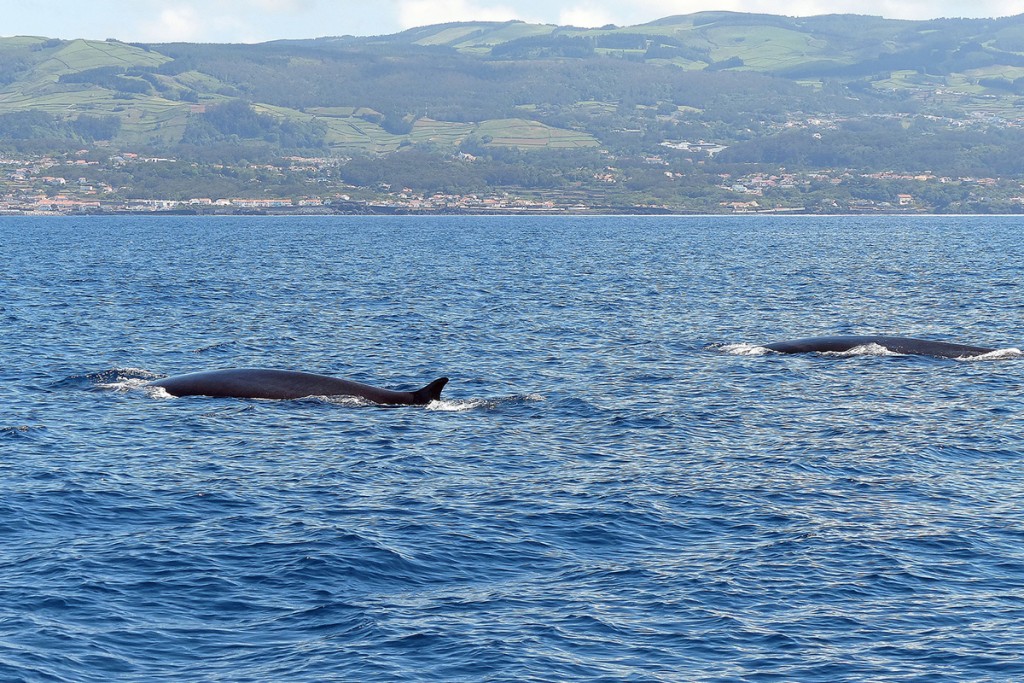 Whale Watching auf den Azoren © Günter Liesegang