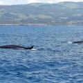 Whale Watching auf den Azoren © Günter Liesegang