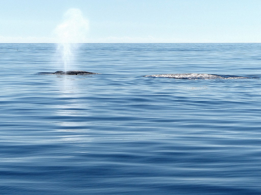 Wal, Whale Watching Azoren