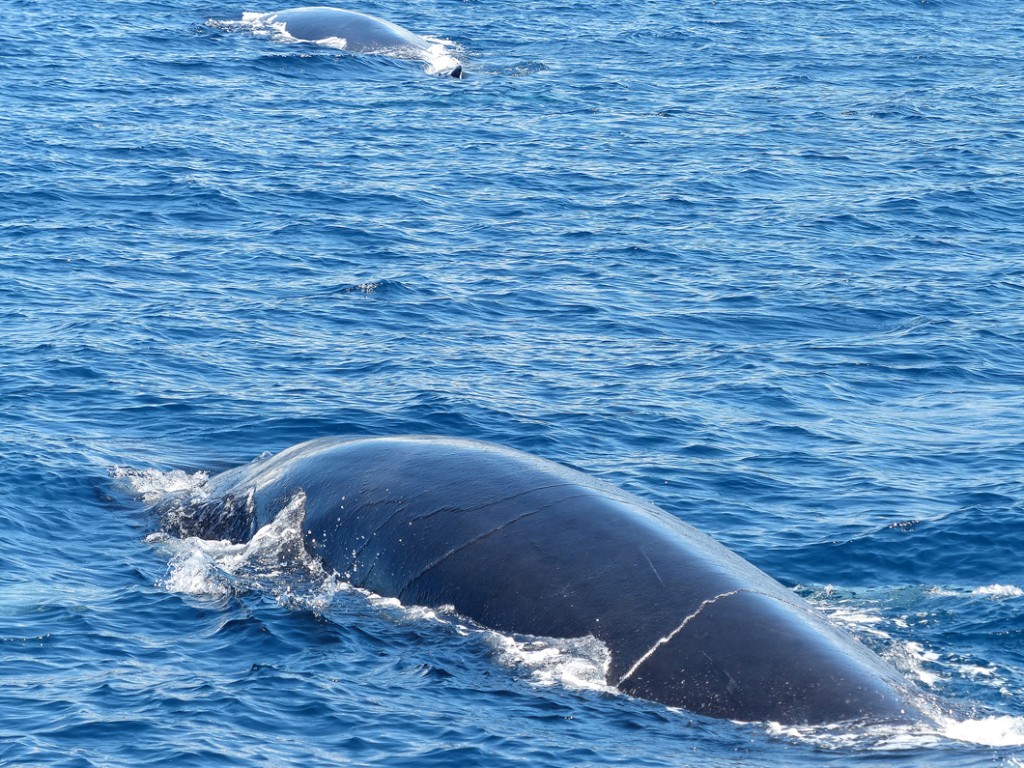 Wale SaoMiguel