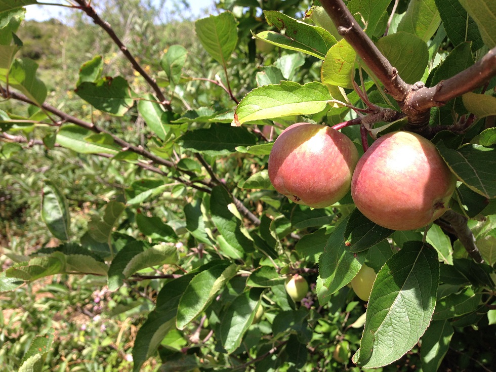 Apfelbäume auf La Gomera
