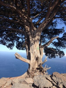 Baum oberhalb des Valle Gran Rey mit Meerblick