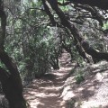 Wanderweg durch den Nebelwald auf La Gomera