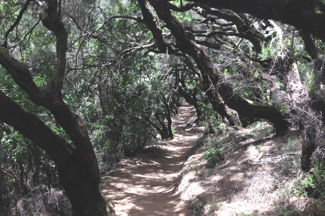 Wanderweg durch den Nebelwald auf La Gomera