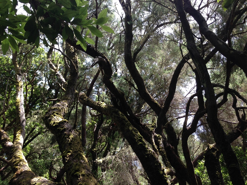Wald und Bäume, La Gomera
