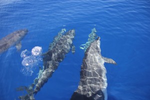 Delfine unter der Wasseroberfläche vor La Gomera