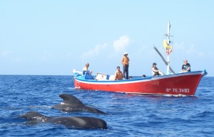 Wale vor einem Walbeobachtungsboot bei La Gomera