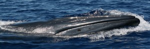 Buckelwal taucht aus dem Wasser vor La Gomera