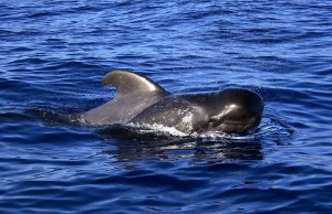 Wal taucht aus dem Meer vor La Gomera