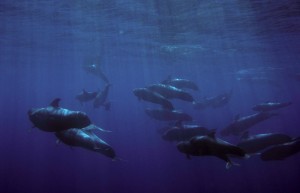 Walfamilie vor La Gomera