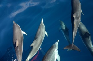 Delfine im Meer vor La Gomera