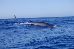 Walrücken und Vogel vor La Gomera