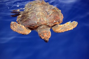 Meeresschildkröte vor La Gomera