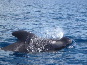 Wal taucht auf und holt Luft vor La Gomera