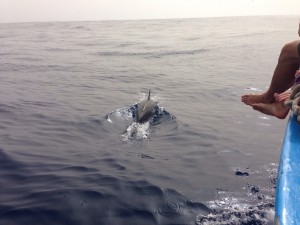 Delfin neben dem Whale Watching Boot vor La Gomera