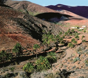 Fuerteventura Straße mit Palmen und Berglandschaft