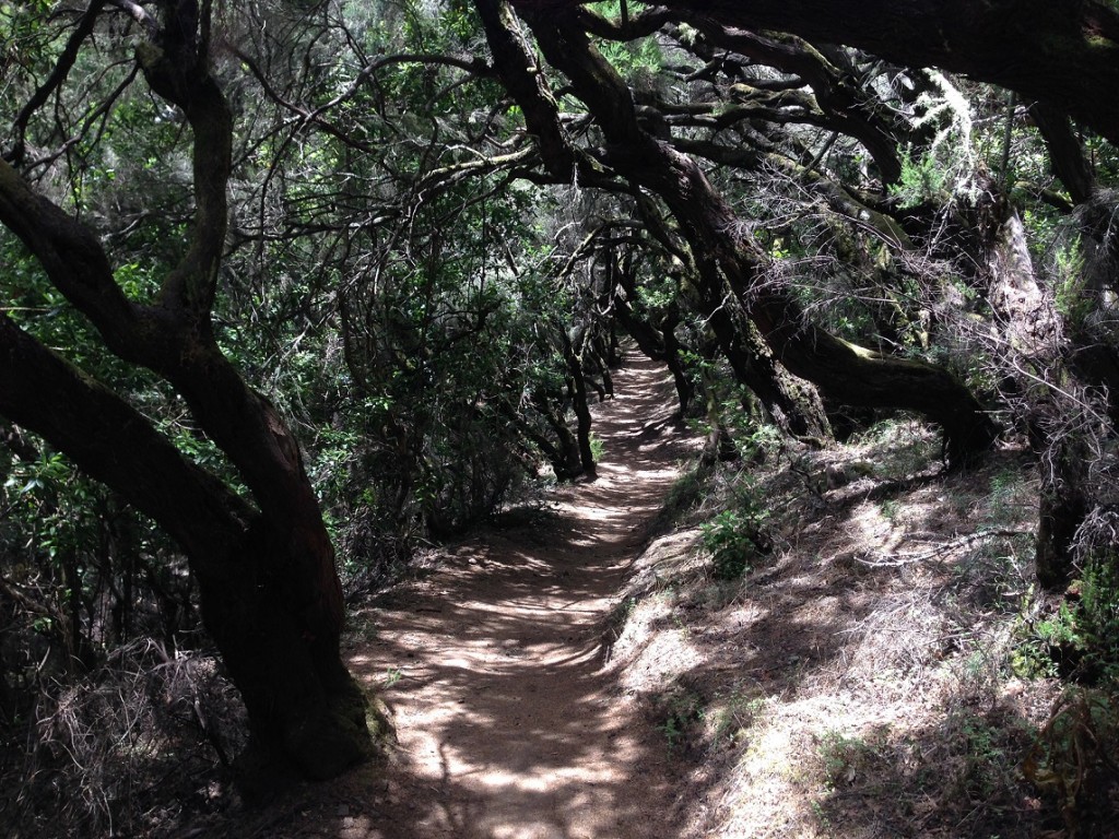 Waldweg auf La Gomera