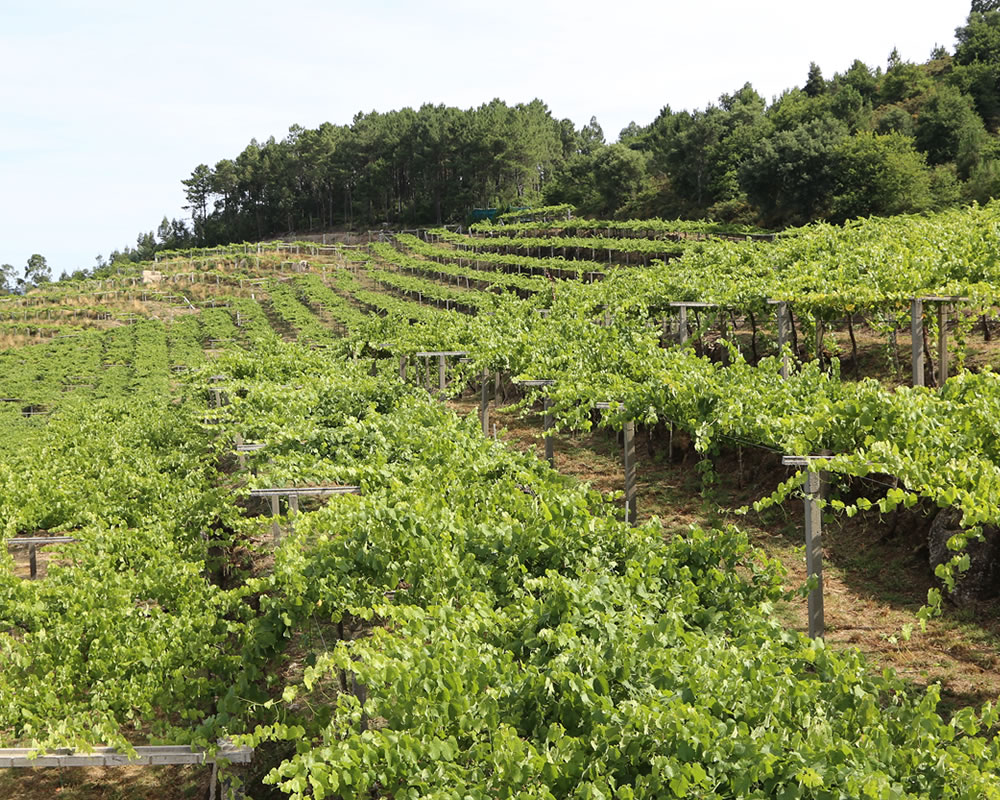 Weinberge nahe Bodega Mar de Frades