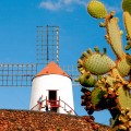 Windmühle und Kakteen auf Lanzarote