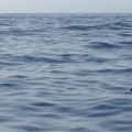 Haiflosse im Meer bei La Gomera