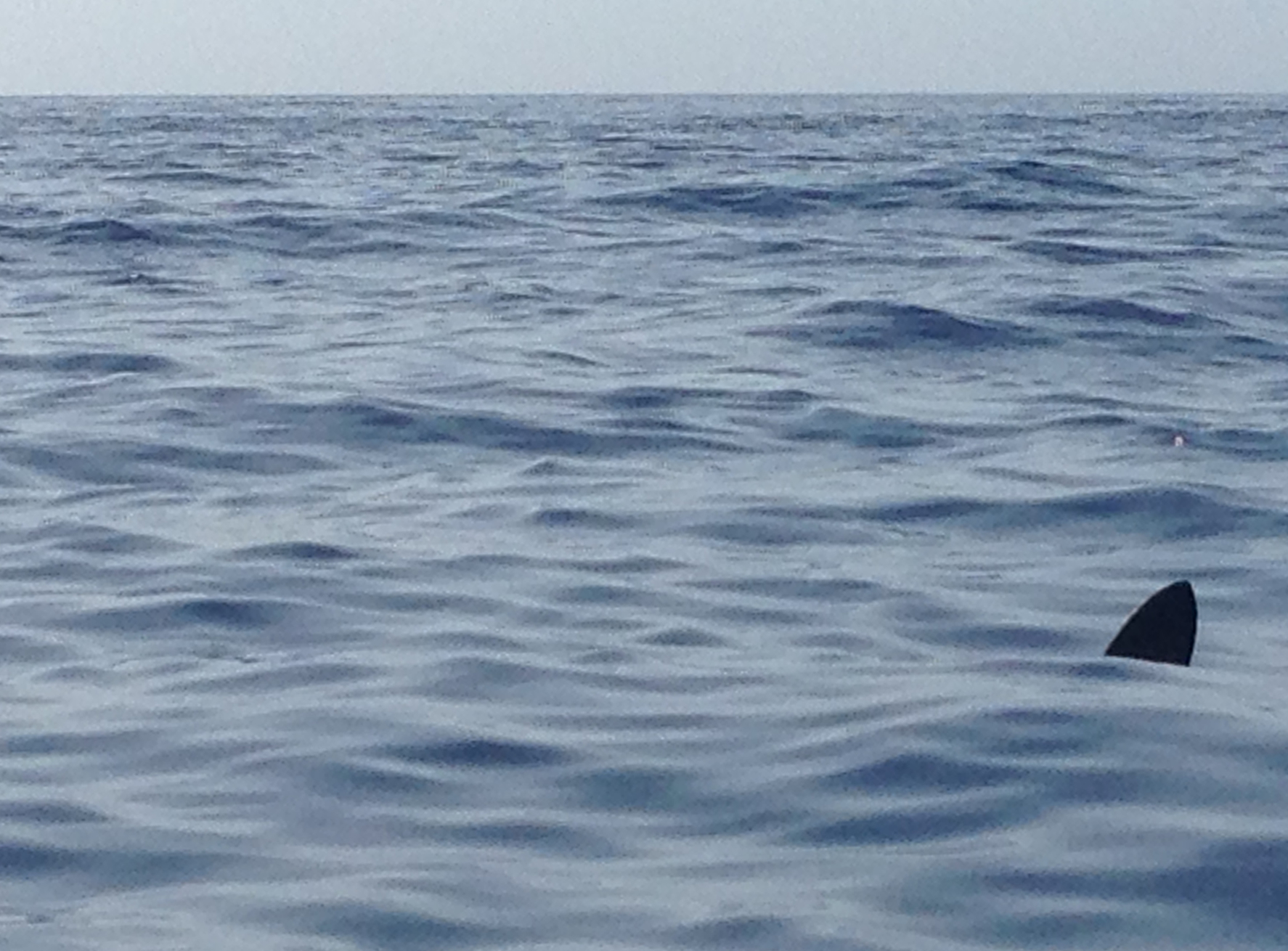 Haiflosse im Meer bei La Gomera