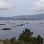 Miesmuschel Zuchtstationen im Meer bei Galicien