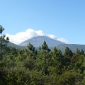 Panorama Teneriffa Teide und Wald