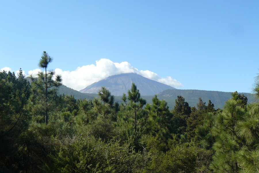 Panorama Teneriffa Teide und Wald