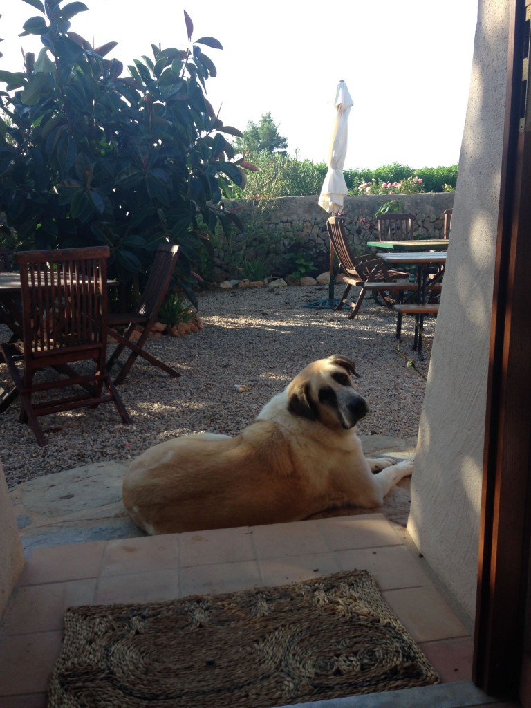 Hund auf Terrasse – Finca Can Paulino