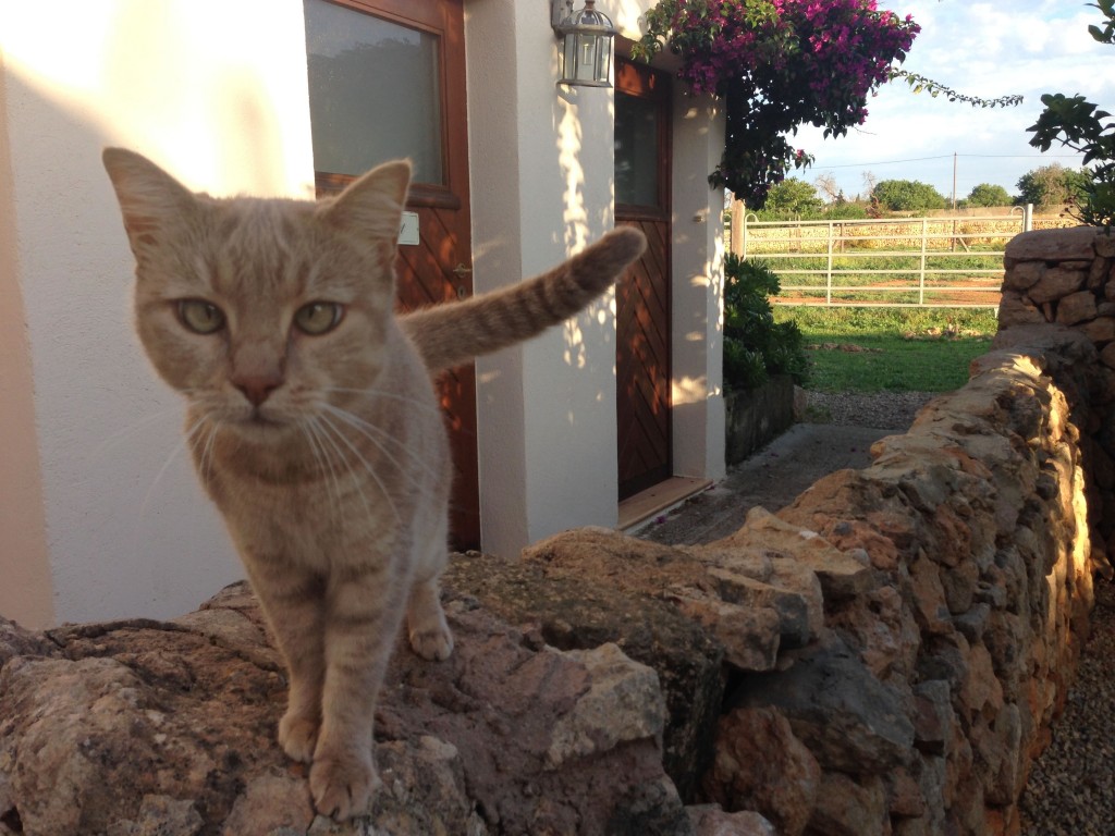 rote Katze auf Mauer