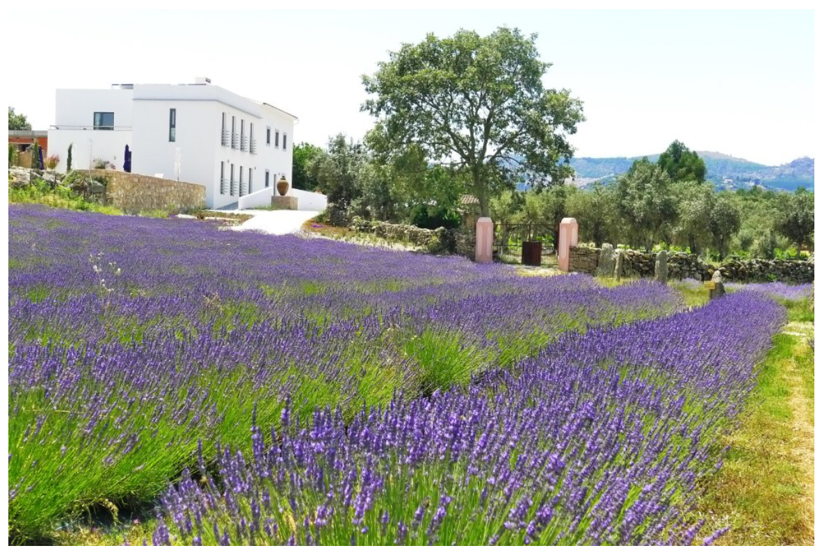 Lavendelfelder Quinta das Lavandas