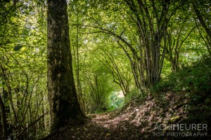 Waldweg