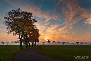 Bäume im Sonnenuntergang HDR